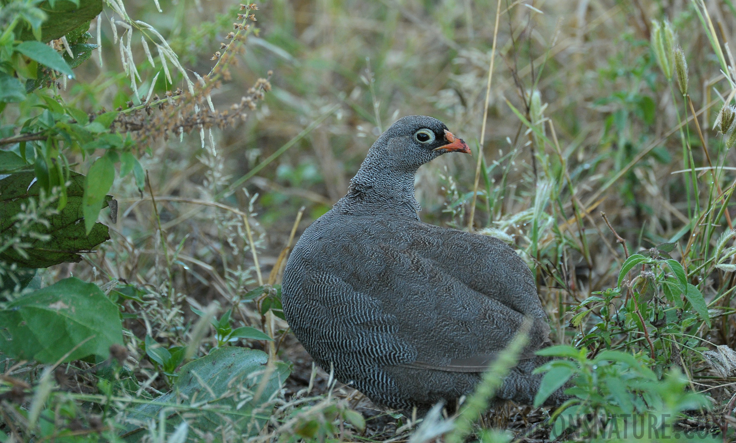 Pternistis adspersus [550 mm, 1/160 Sek. bei f / 8.0, ISO 1600]